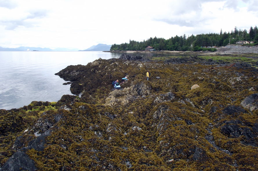 Tidepooling at Ketchikan, Alaska