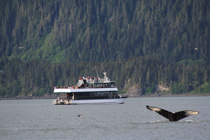 Humpback whale near Juneau, Alaska