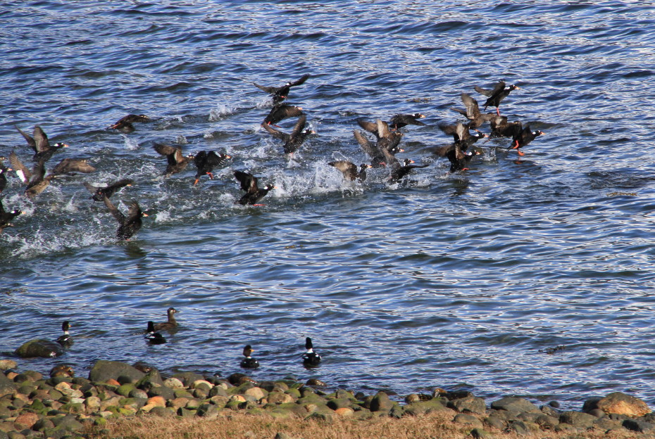 Surf scoters (Melanita perspicillata) at Haines, Alaska