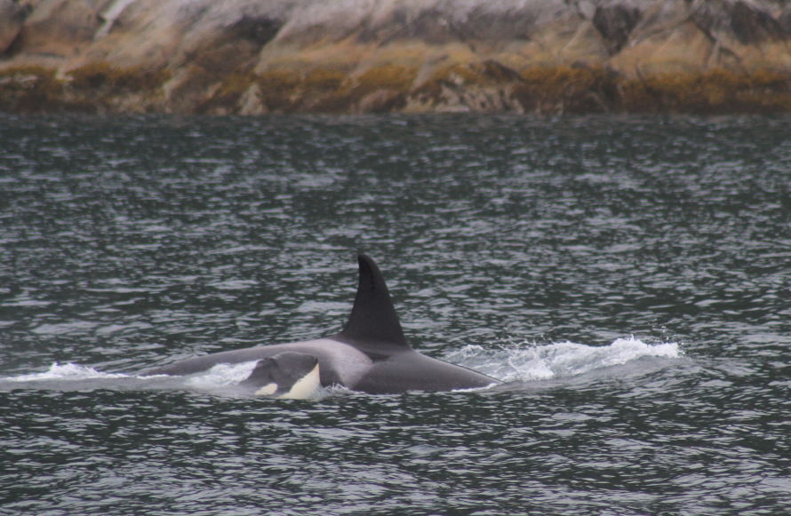 Orca and calf in Kenai Fjords, Alaska