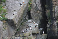 Horned puffins in Kenai Fjords, Alaska
