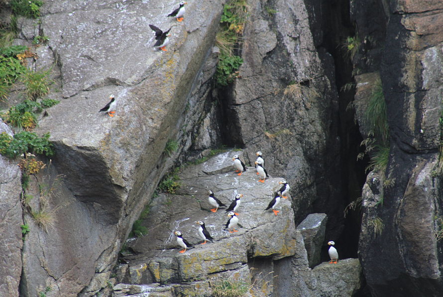 Horned puffins in Kenai Fjords, Alaska