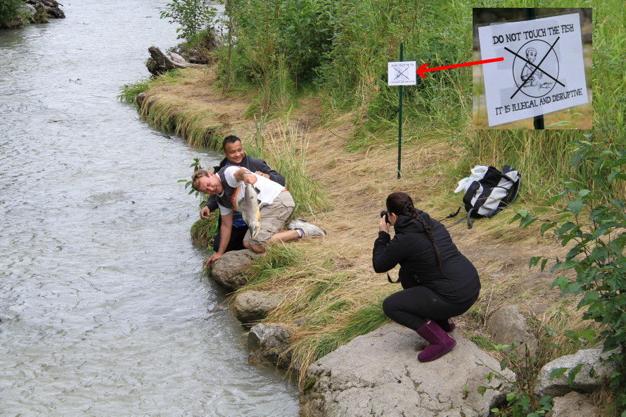 Harassing salmon in Pullen Creek at Skagway, Alaska