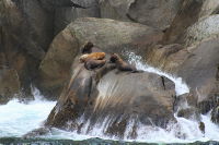 Steller sea lions in Kenai Fjords, Alaska