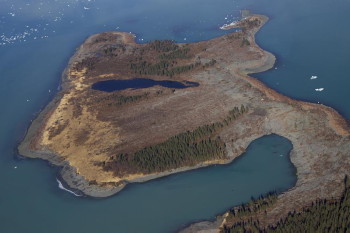 Spruce trees shaved off a peninsula within Taan Fiord, Alaska