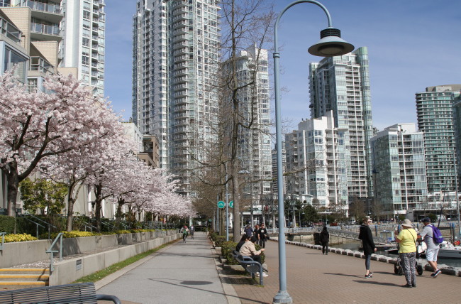 A walk among the chery blossoms in Vancouver in April.