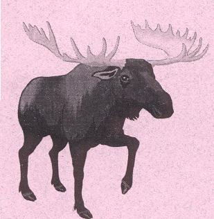 The story of how Moose got one of his most distinctive features - Wolf Willow Cottage, Yukon