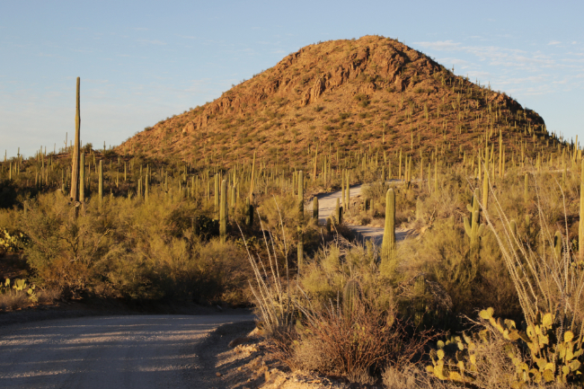 An evening backroad drive look at Saguaro National Park, Arizona.