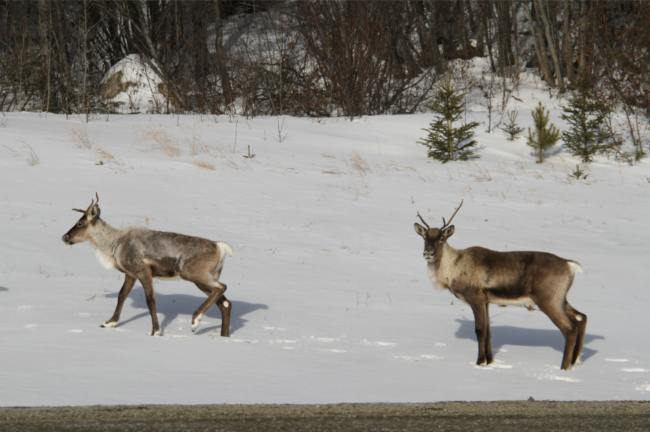 Caribou along the Alaska Highway west of Watson Lake