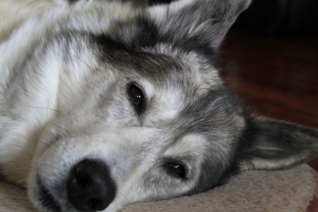Kayla, my registered wolf hybrid