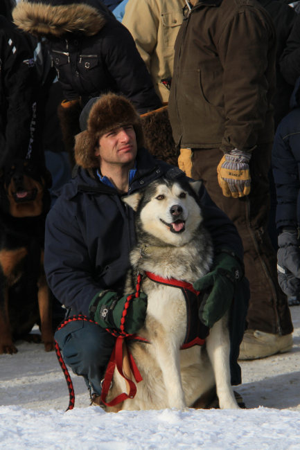 Malamute at Yukon Sourdough Rendezvous 2013