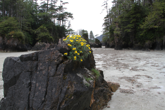 Furthest-North Vancouver Island - San Josef Bay