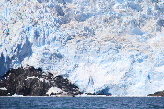 Glaciers and marine wildlife in Kenai Fjords