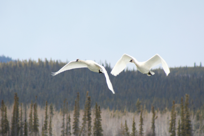 Wild swans in flight in the Yukon