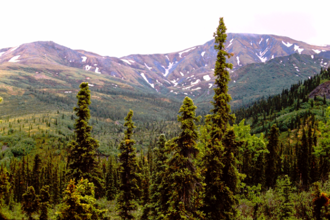 Mount McKinley National Park, June 1966