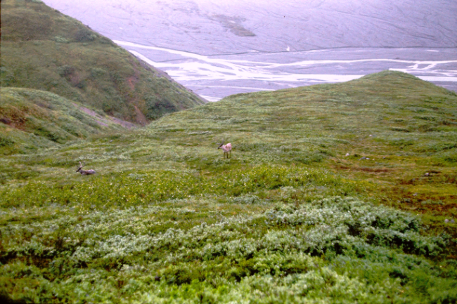 Mount McKinley National Park, June 1966