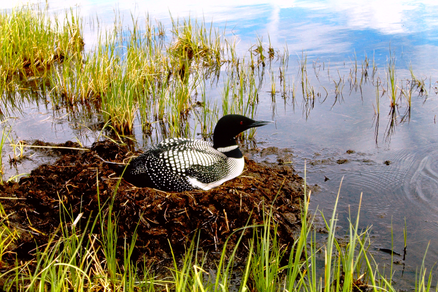 Loons at Wonder Lake, Mount McKinley National Park, July 1966