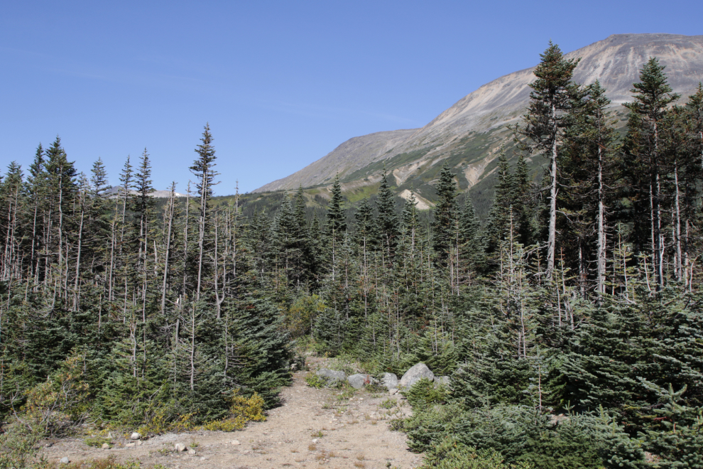 The trail to Bryant Lake near Fraser, BC