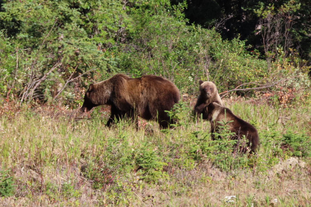 A grizzly bear and her twins feeding beside the South Klondike Highway, Yukon.
