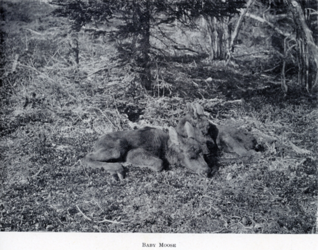 A Yukon Souvenir, 1904 - Baby Moose
