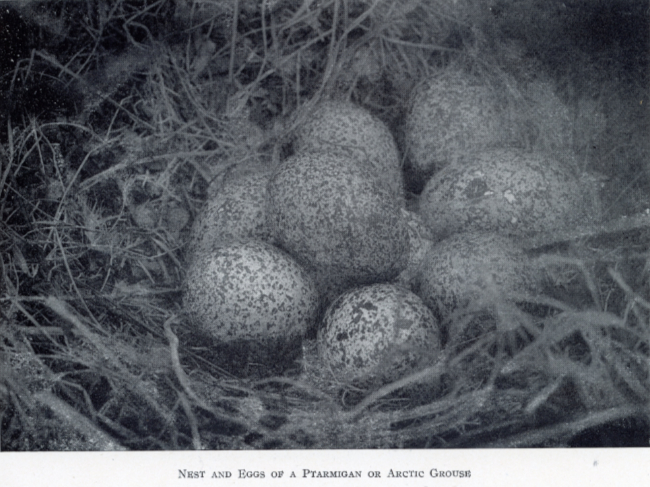 A Yukon Souvenir, 1904 - Nest and Eggs of a Ptarmigan or Arctic Grouse