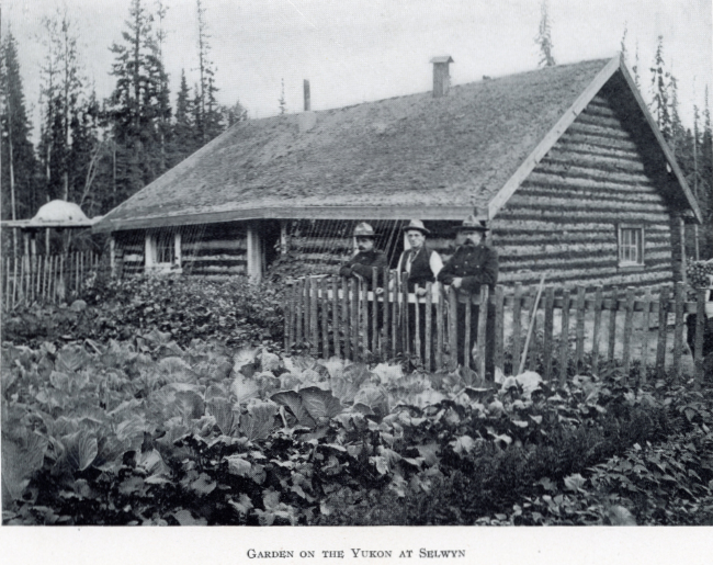 A Yukon Souvenir, 1904 - Garden on the Yukon at Selwyn