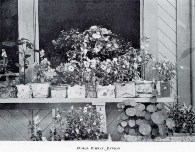 A Yukon Souvenir, 1904 - Floral Display, Dawson