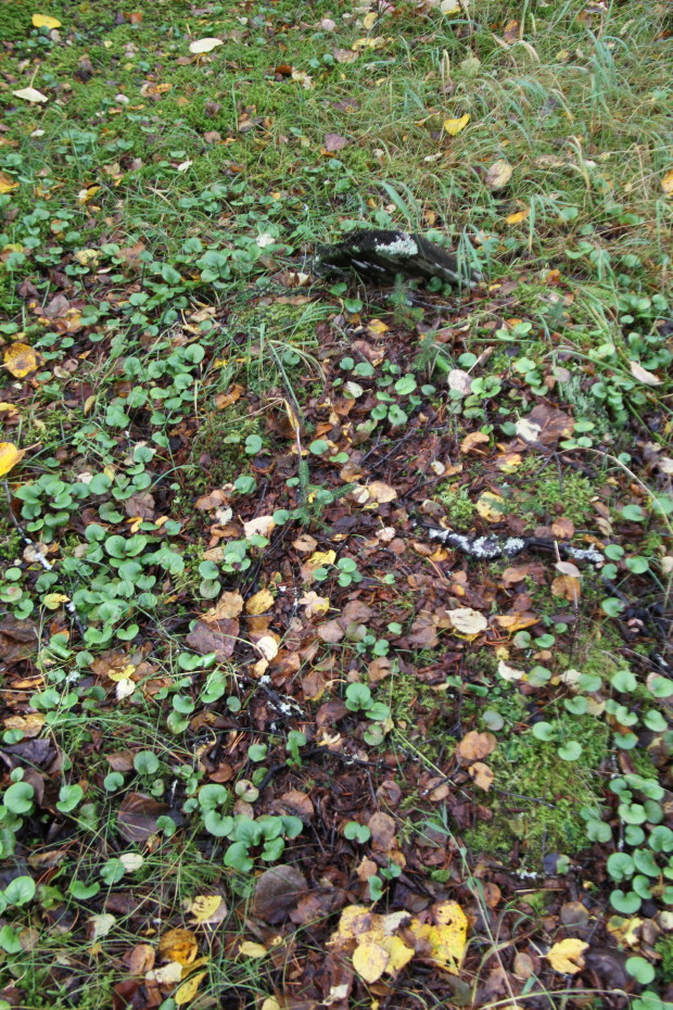 One of the many unknown gravesites in the Pioneer Cemetery at Skagway, Alaska