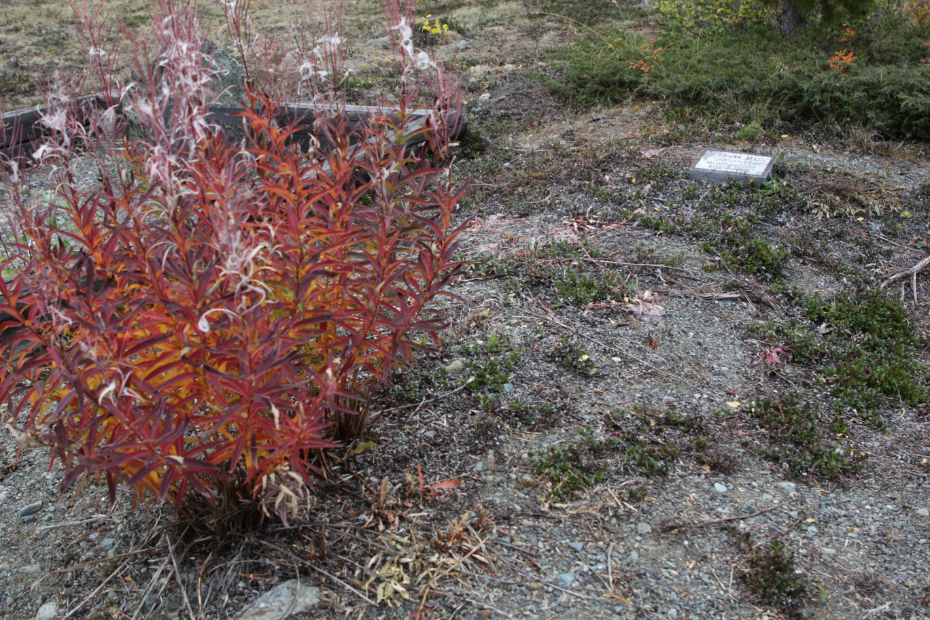 Grave of Frank Matic in the Atlin Cemetery, BC