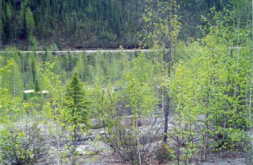 General view of a part of the Discovery Claim, showing the ground with the effects of former dredging. Photo by John Gould, 1998, via Parks Canada.