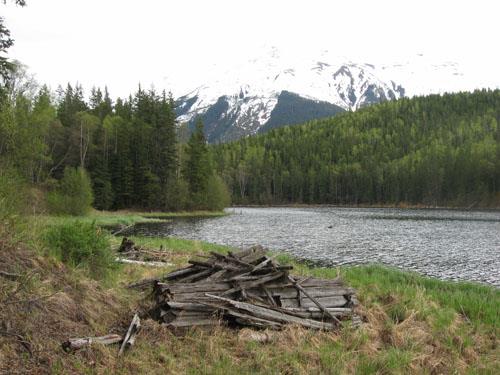 Remains of collapsed Yukon Telegraph cabin at Echo Lake. Photo by Regional District of Kitimat-Stikine, 2009.