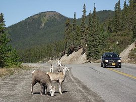 Stone sheep along the Alaska Highway