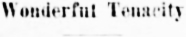 Headline: Wonderful Tenacity of Mrs. Mercer, 1915