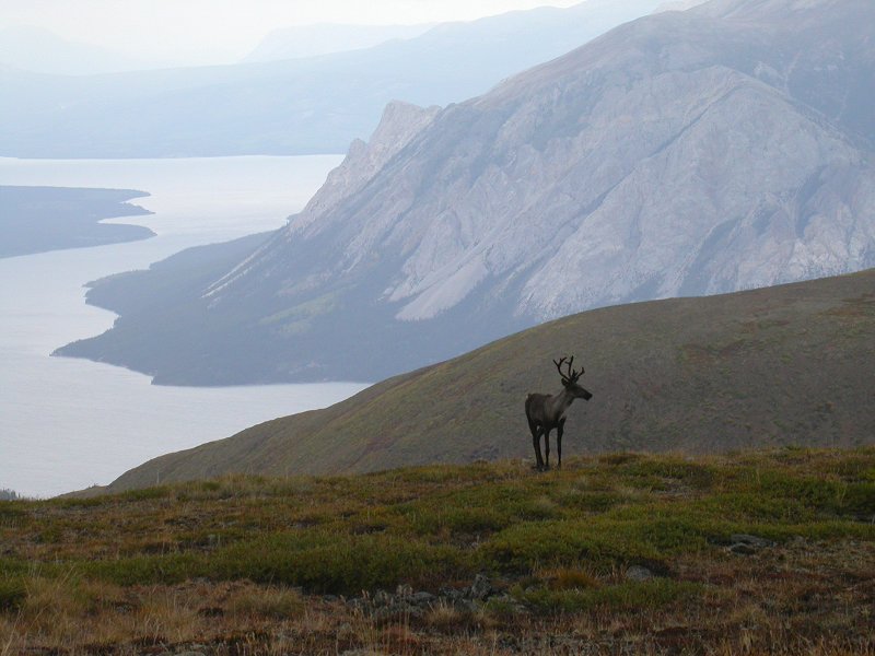 Caribou on Montana Mountain