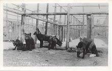 A historic postcard showing a silver fox farm near Carcross, probably in the 1920s