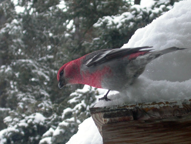 Pine grosbeak