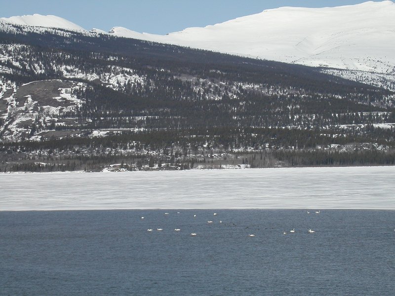 Swans on Lake Bennett