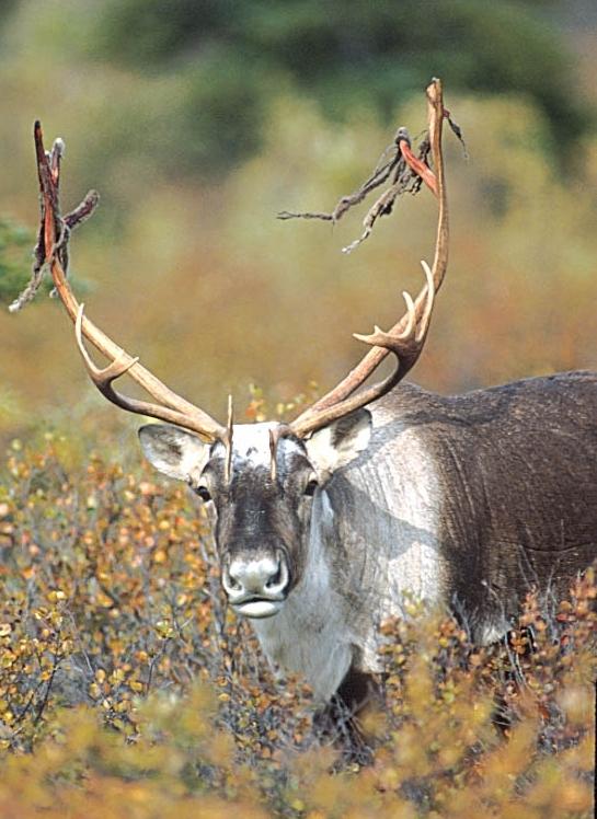 A photo of a caribou in Denali National Park, Alaska.