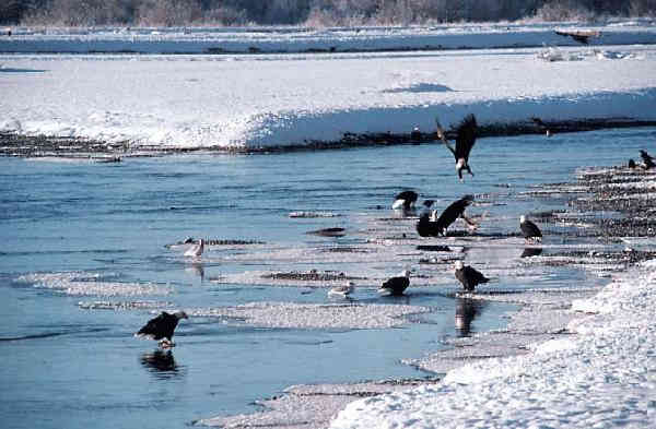 Bald eagles along Alaska's Chilkat River, near Haines.