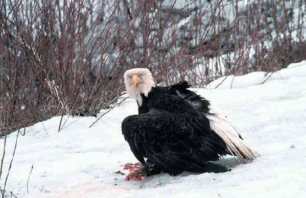 Bald eagles along Alaska's Chilkat River, near Haines.