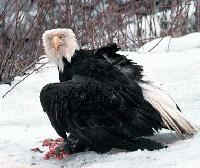 Eagles at Haines, Alaska