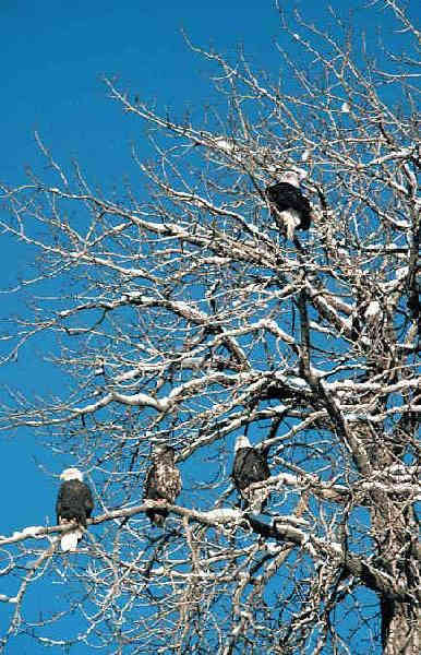 Bald eagles along Alaska's Chilkat River, near Haines.