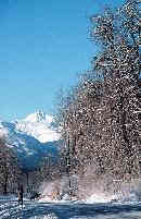 Eagles in the trees along the  Haines Highway, Alaska