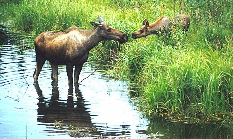 A photo of a moose cow and calf