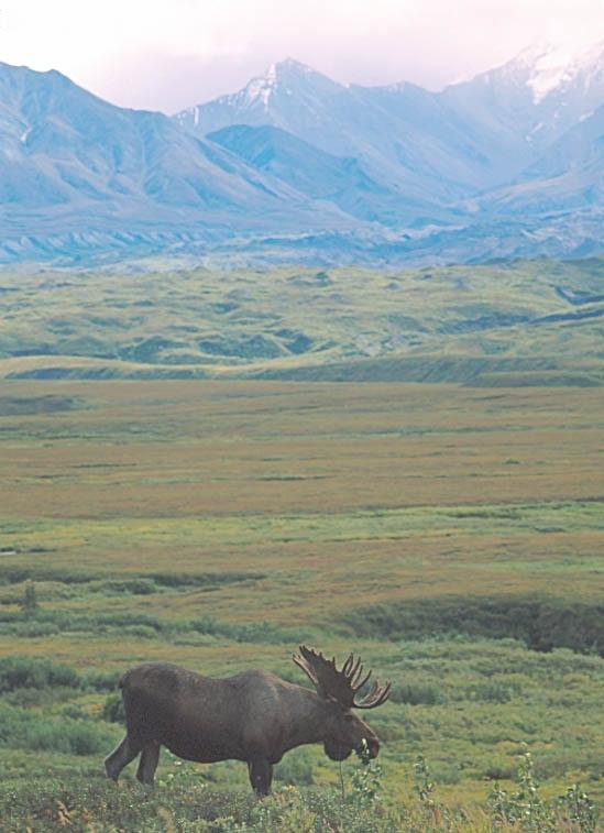 A photo of a bull moose near the Muldrow Glacier in Denali National Park, Alaska