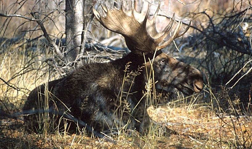 A photo of a bull moose - the Monarch of the Forest