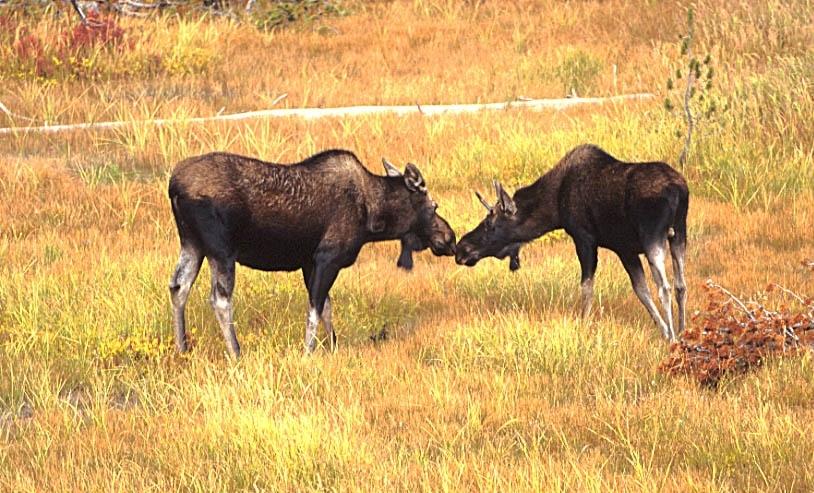 A photo of two moose in a meadow
