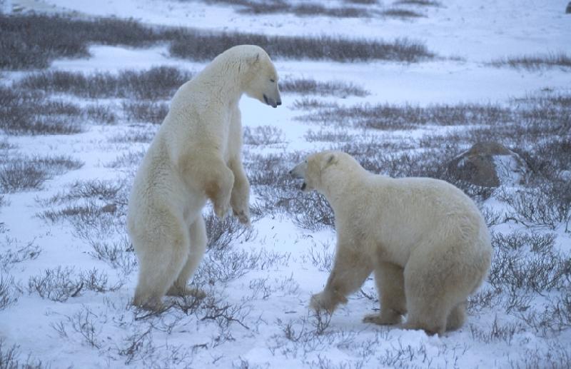A photo of polar bears at Churchill, Manitoba, Canada