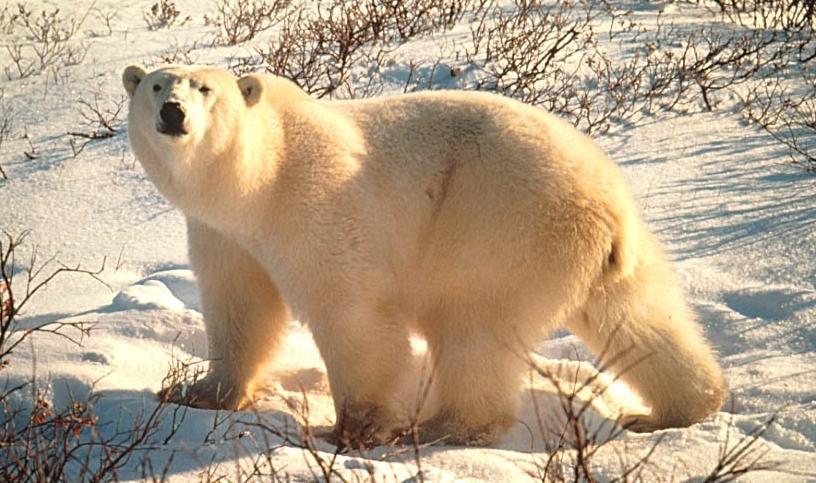 A photo of a polar bear