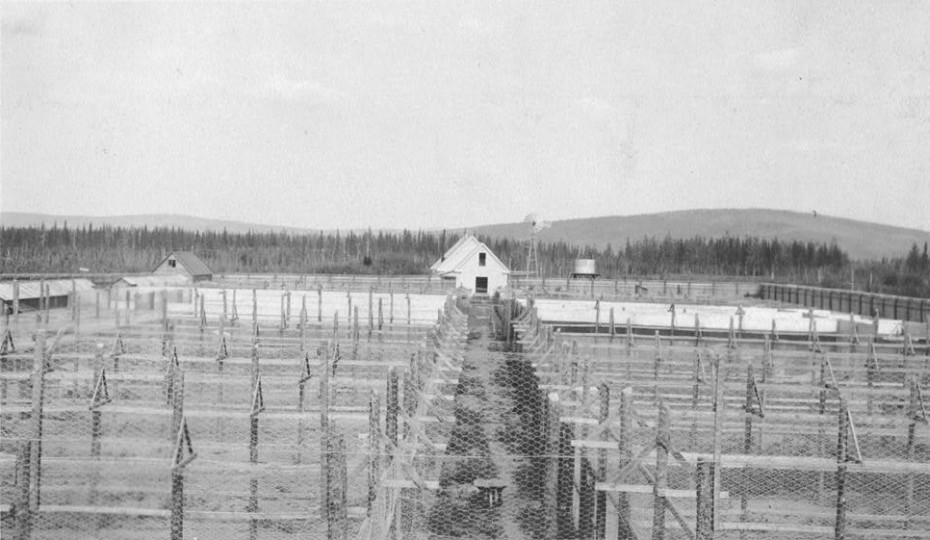 Fox farm in Alaska in about 1916